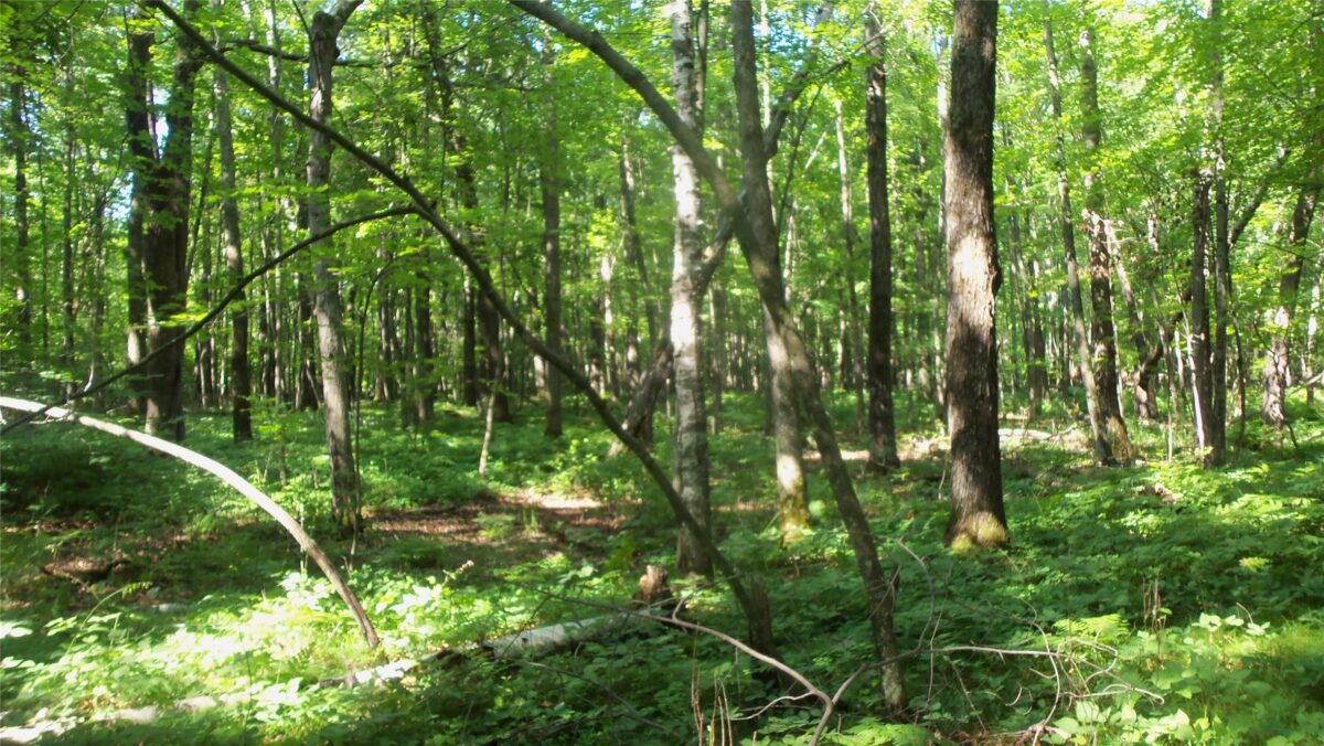 Lot 3 Howard Johnson Trail, Siren WI 54872 - Land house for sale - MLS #1603643 - image7