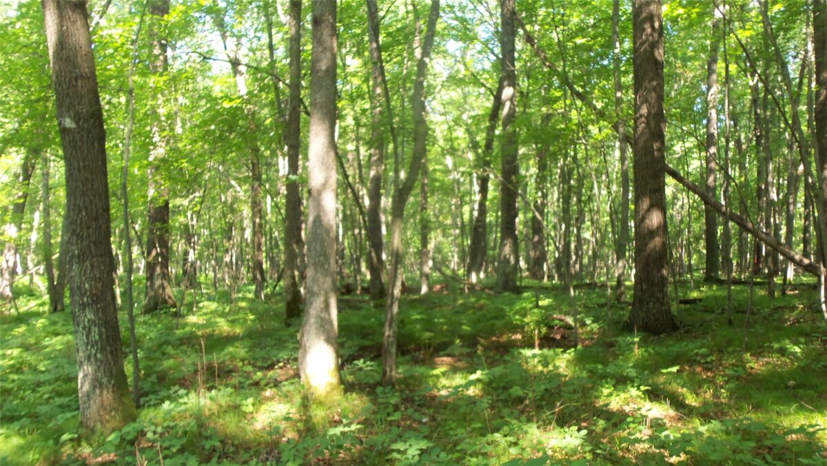 Lot 3 Howard Johnson Trail, Siren WI 54872 - Land house for sale - MLS #1603643 - image8