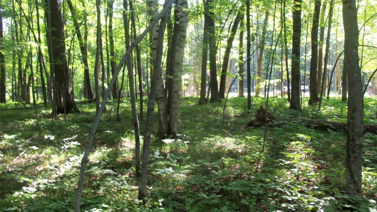 Lot 3 Howard Johnson Trail, Siren WI 54872 - Land house for sale - MLS #1603643 - image9