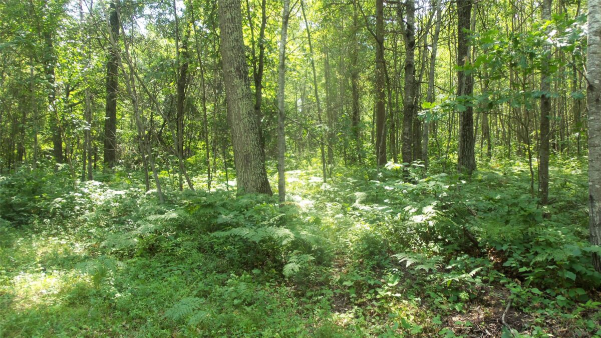Lot 4 Birch Tree Trl, Spooner WI 54801 - Land house for sale - MLS #1603812 - image4