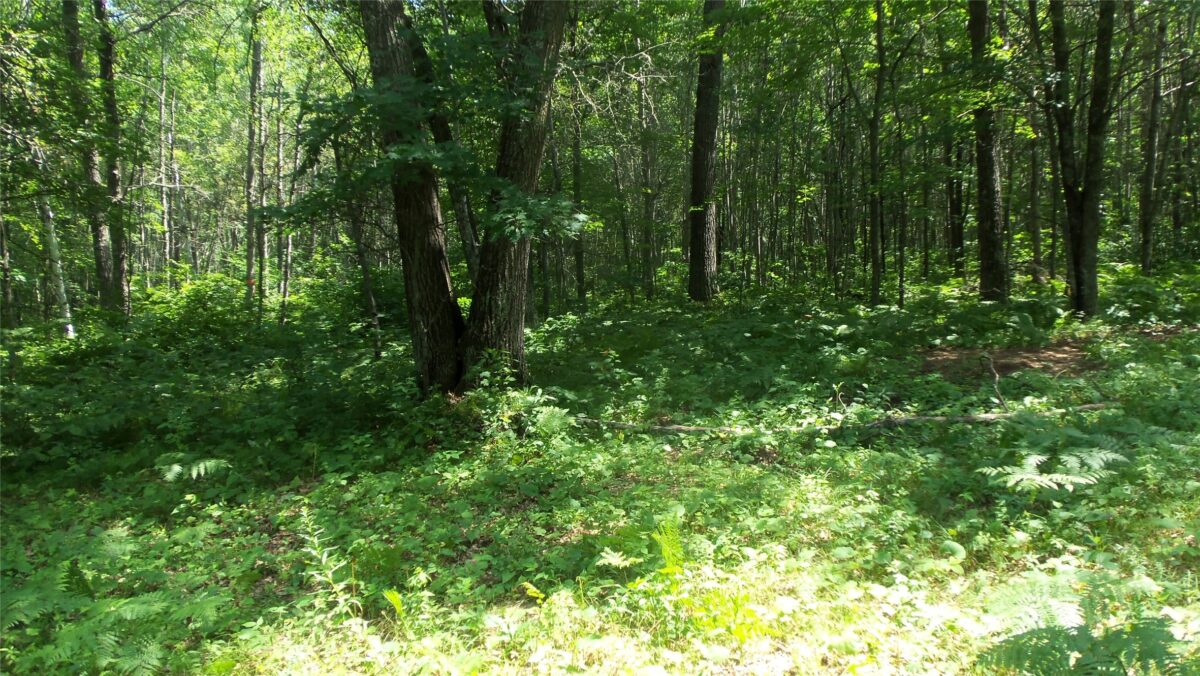 Lot 4 Birch Tree Trl, Spooner WI 54801 - Land house for sale - MLS #1603812 - image5
