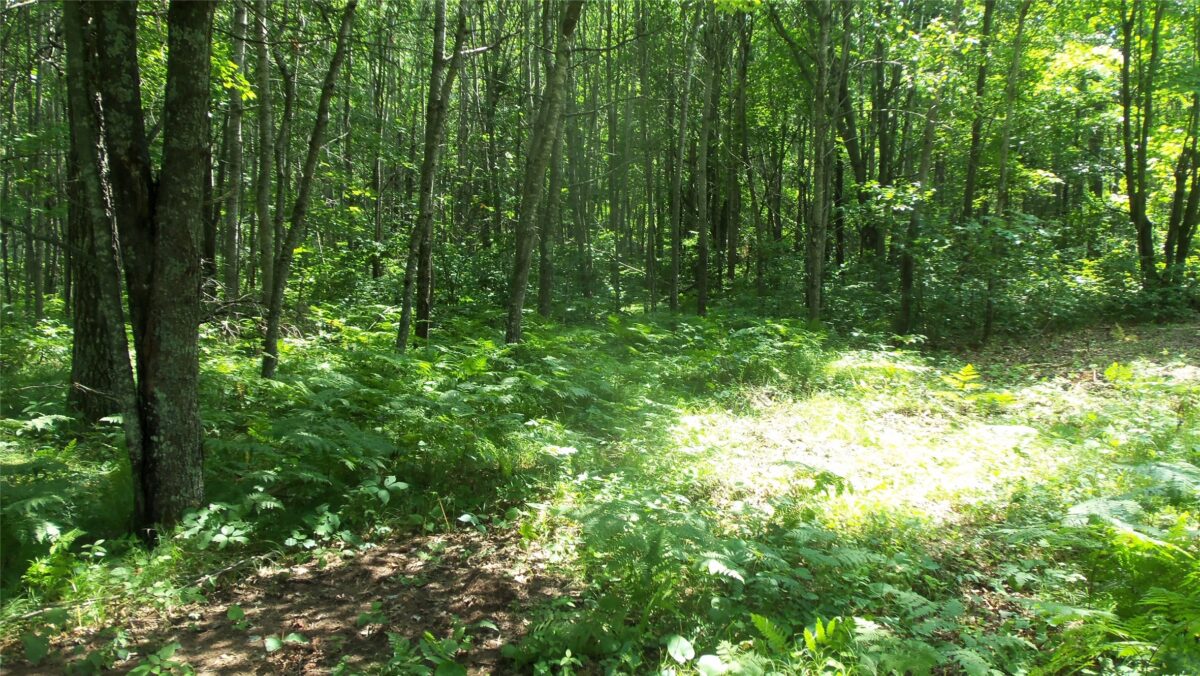 Lot 4 Birch Tree Trl, Spooner WI 54801 - Land house for sale - MLS #1603812 - image7