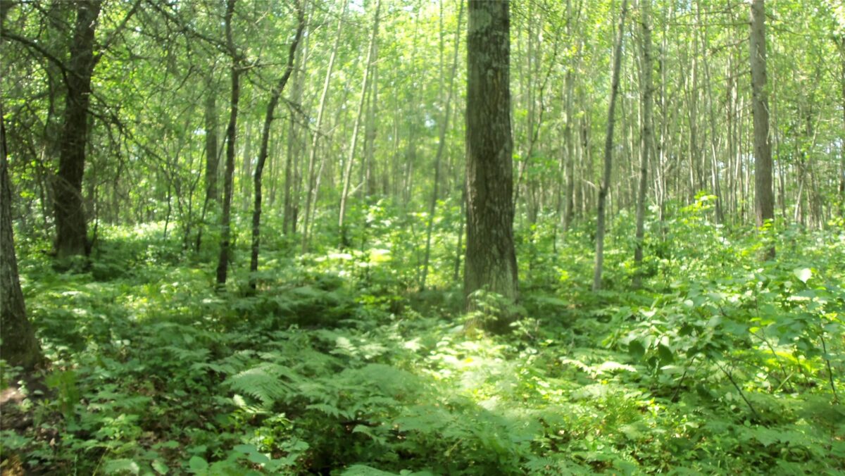 Lot 4 Birch Tree Trl, Spooner WI 54801 - Land house for sale - MLS #1603812 - image8