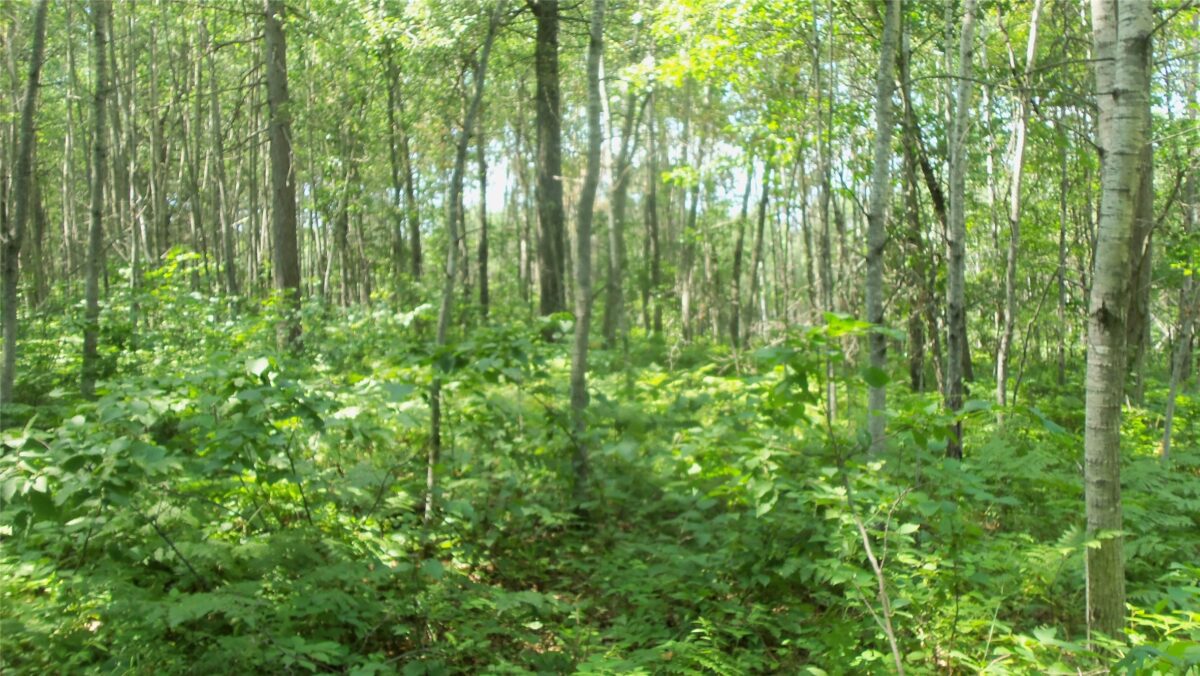 Lot 4 Birch Tree Trl, Spooner WI 54801 - Land house for sale - MLS #1603812 - image9