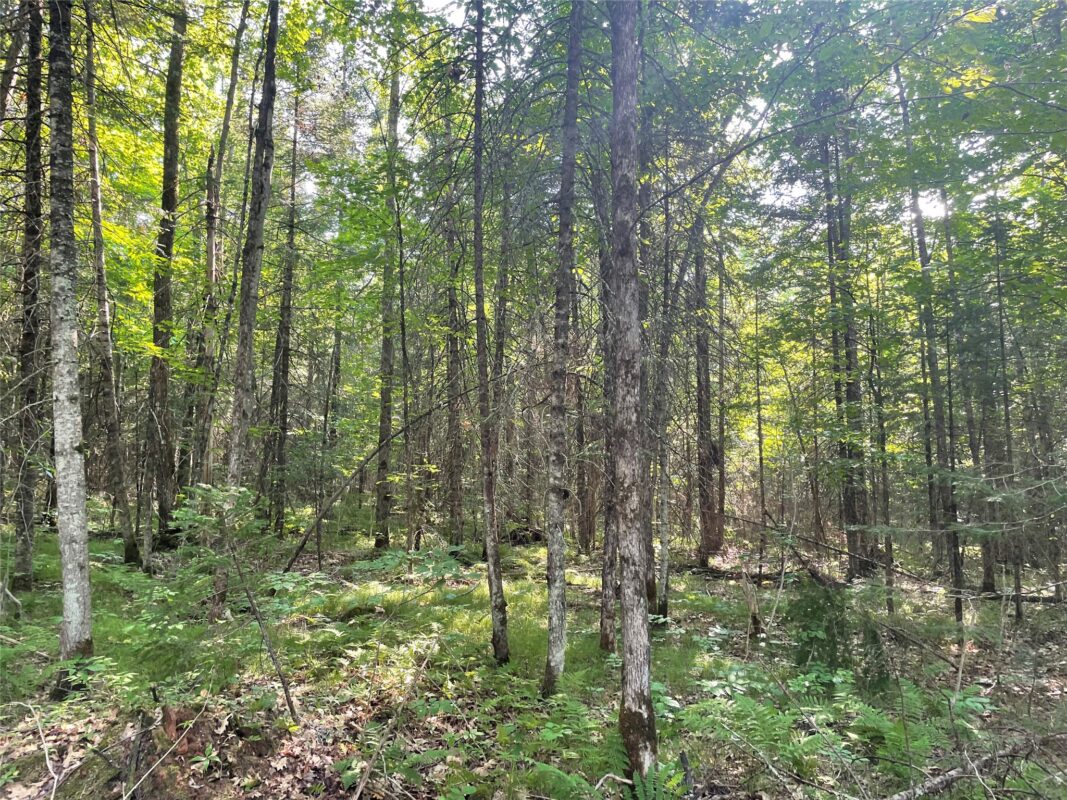 Lot 4 Uncle Toms Road, Loretta WI 54896 - Land house for sale - MLS #1603743 - image11