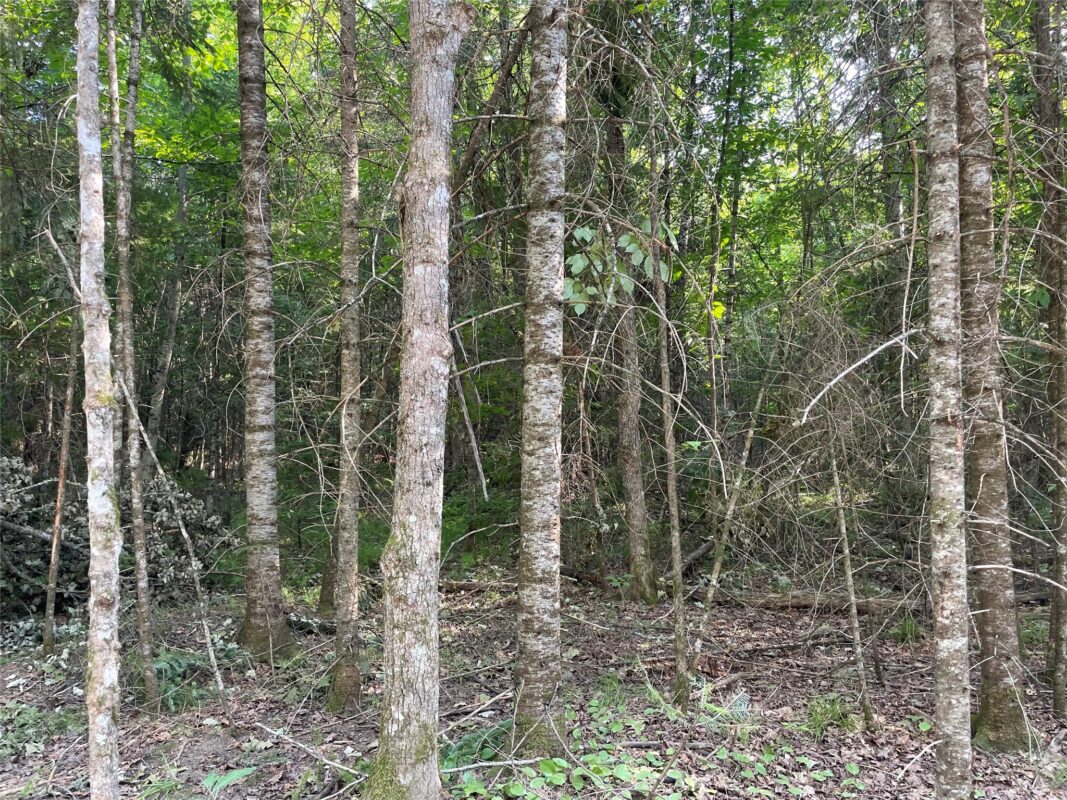 Lot 4 Uncle Toms Road, Loretta WI 54896 - Land house for sale - MLS #1603743 - image16