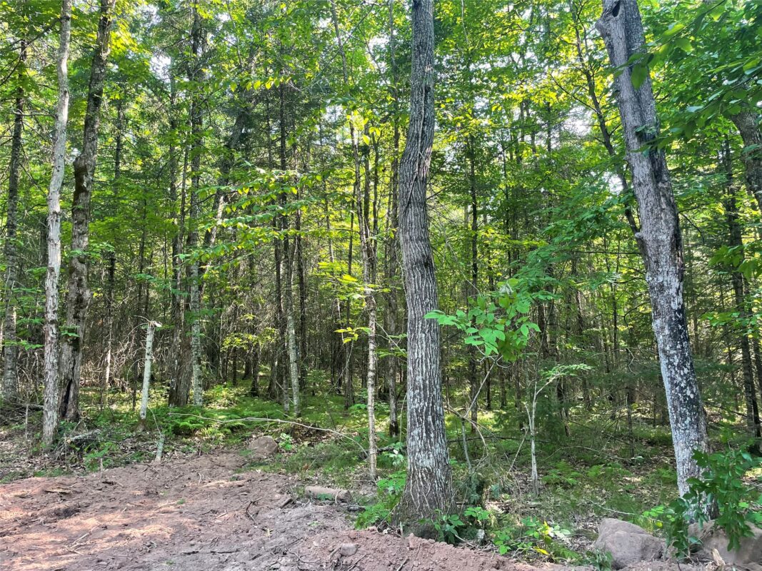 Lot 4 Uncle Toms Road, Loretta WI 54896 - Land house for sale - MLS #1603743 - image9