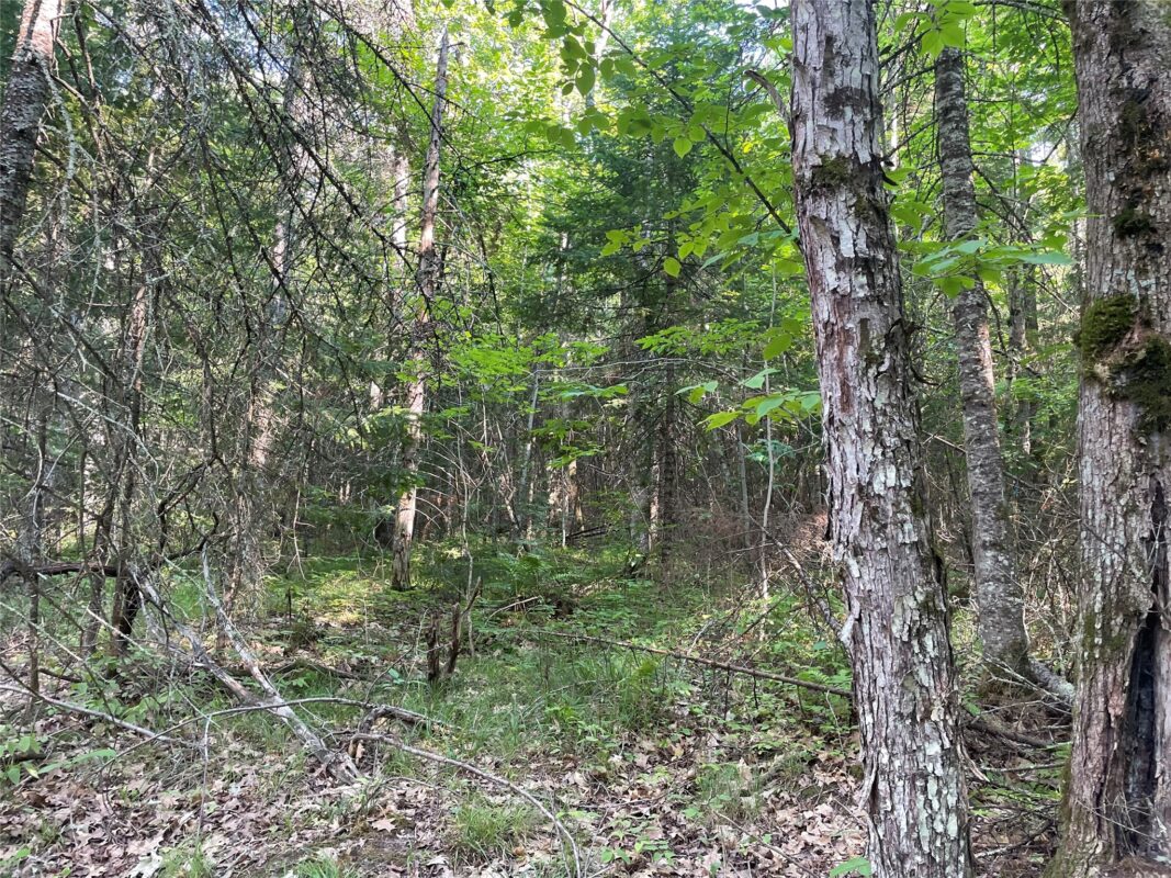 Lot 4 Uncle Toms Road, Loretta WI 54896 - Land house for sale - MLS #1603743 - image10