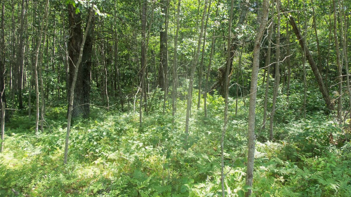 Lot 5 Birch Tree Trl, Spooner WI 54801 - Land house for sale - MLS #1603815 - image3