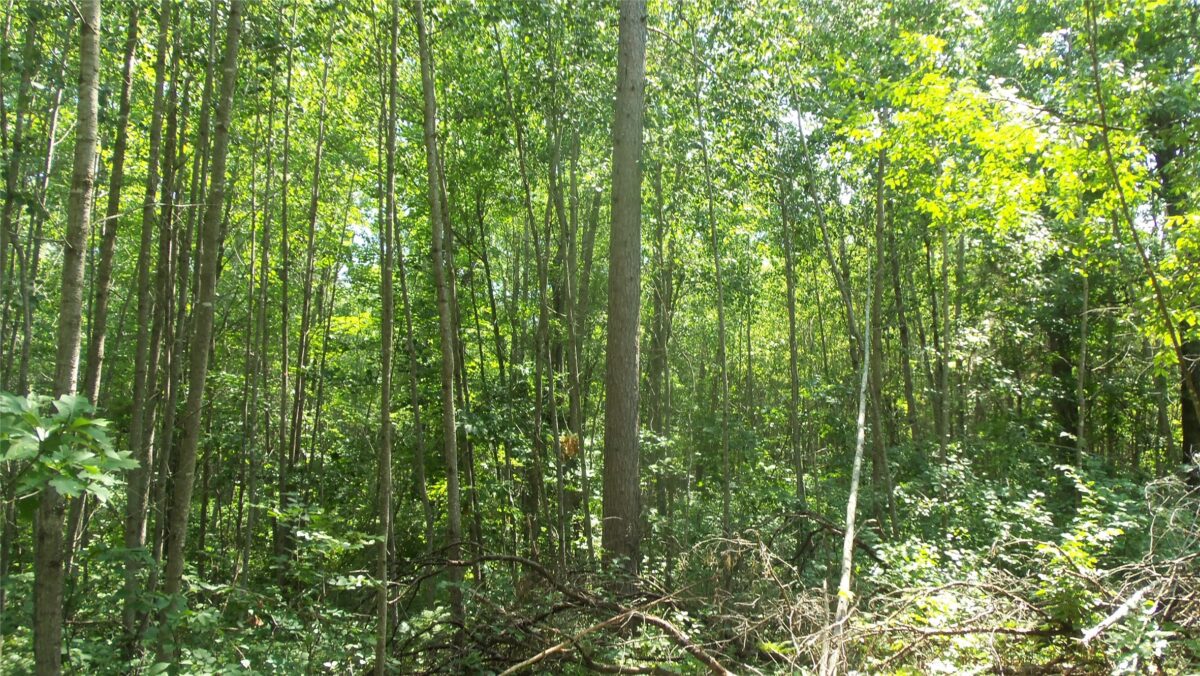 Lot 5 Birch Tree Trl, Spooner WI 54801 - Land house for sale - MLS #1603815 - image4