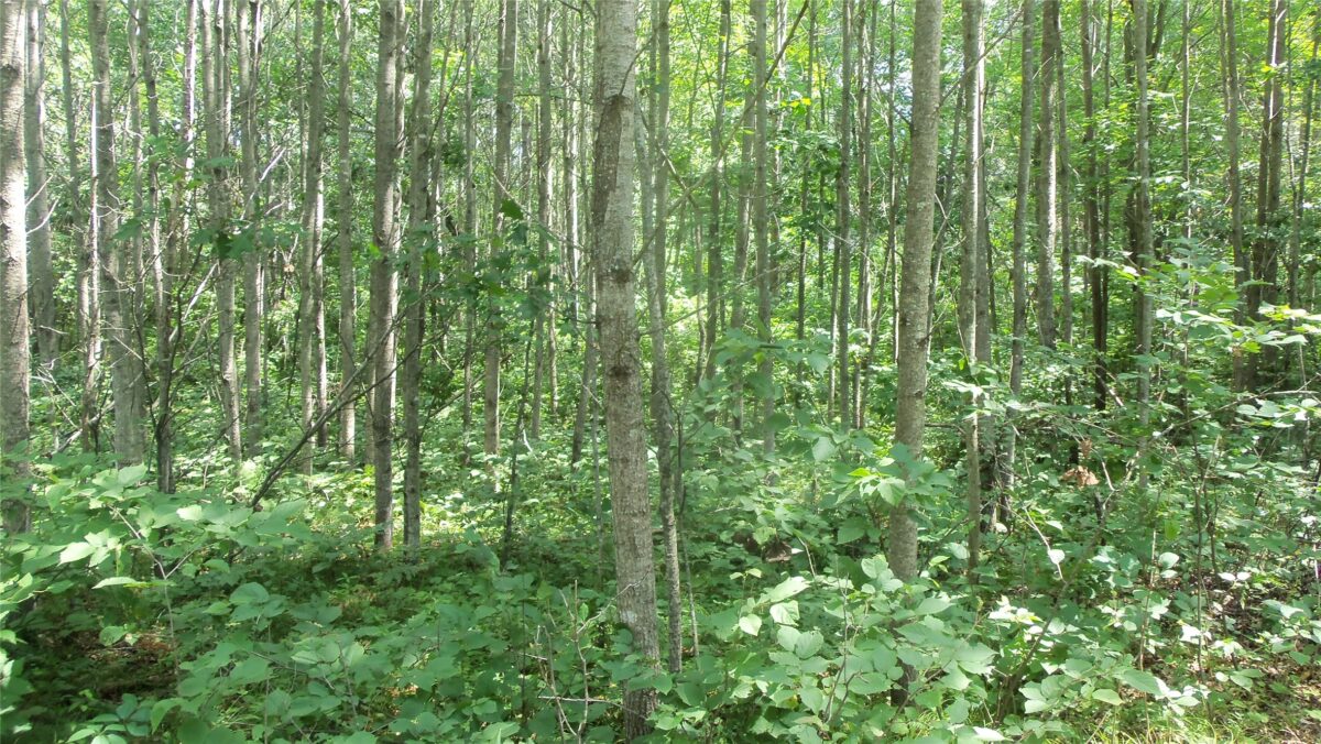 Lot 5 Birch Tree Trl, Spooner WI 54801 - Land house for sale - MLS #1603815 - image5