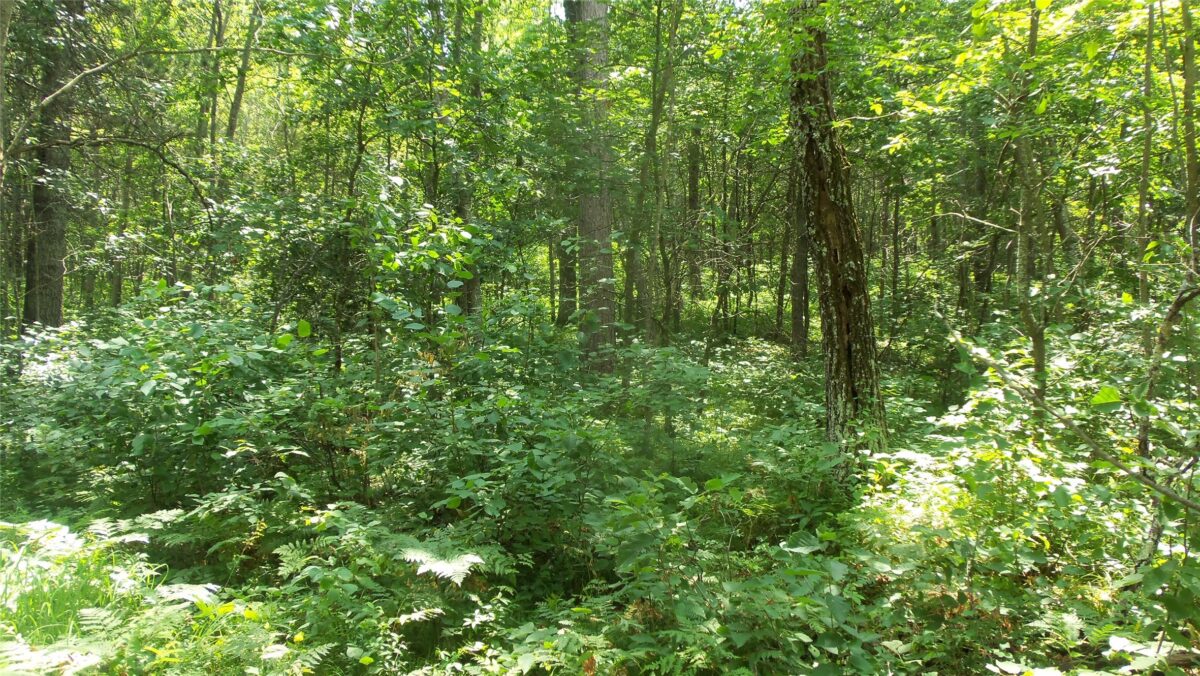 Lot 5 Birch Tree Trl, Spooner WI 54801 - Land house for sale - MLS #1603815 - image6