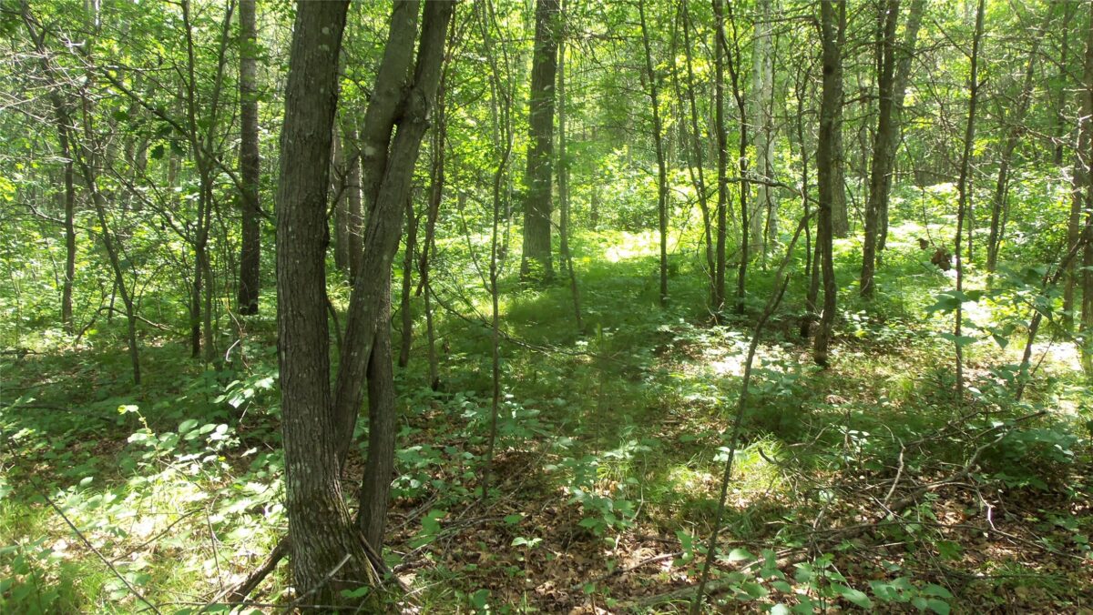 Lot 5 Birch Tree Trl, Spooner WI 54801 - Land house for sale - MLS #1603815 - image7