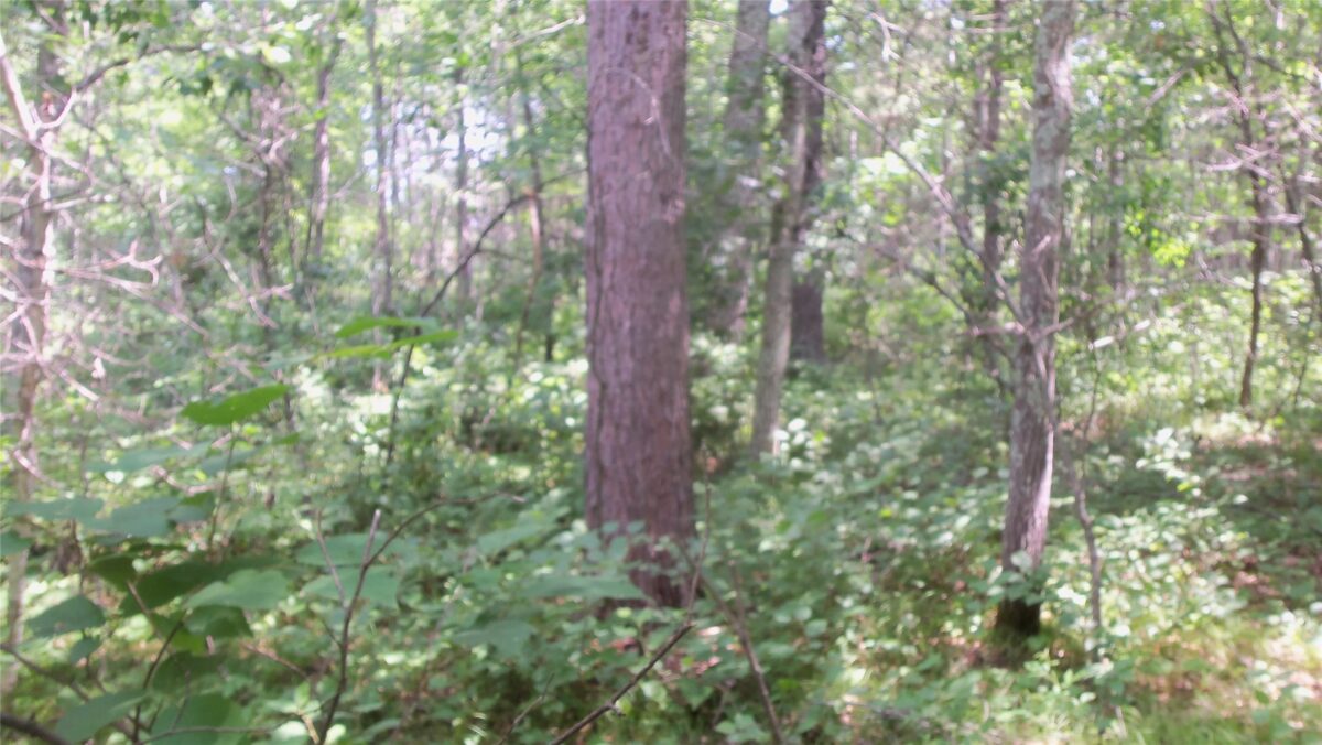 Lot 5 Birch Tree Trl, Spooner WI 54801 - Land house for sale - MLS #1603815 - image8