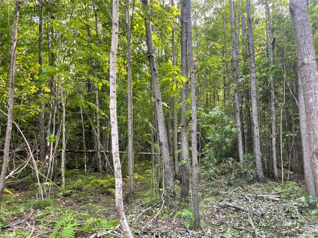 Lot 6 Uncle Toms Road, Loretta WI 54896 - Land house for sale - MLS #1603742 - image15