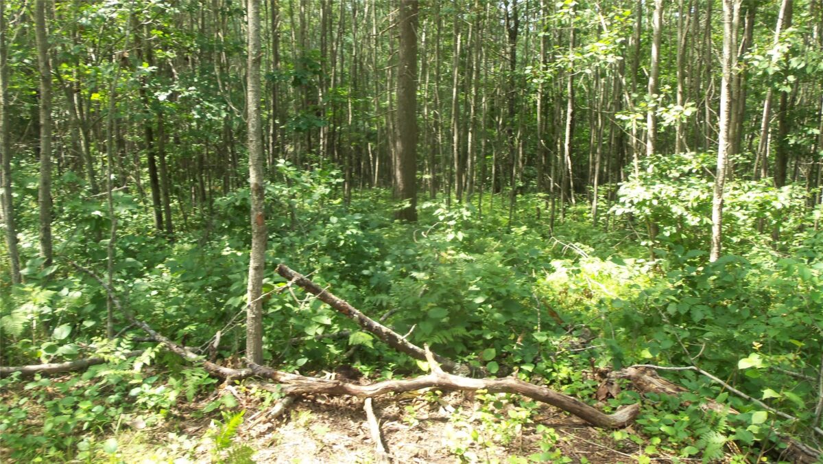 Lot 7 Birch Tree Trl, Spooner WI 54801 - Land house for sale - MLS #1603817 - image3