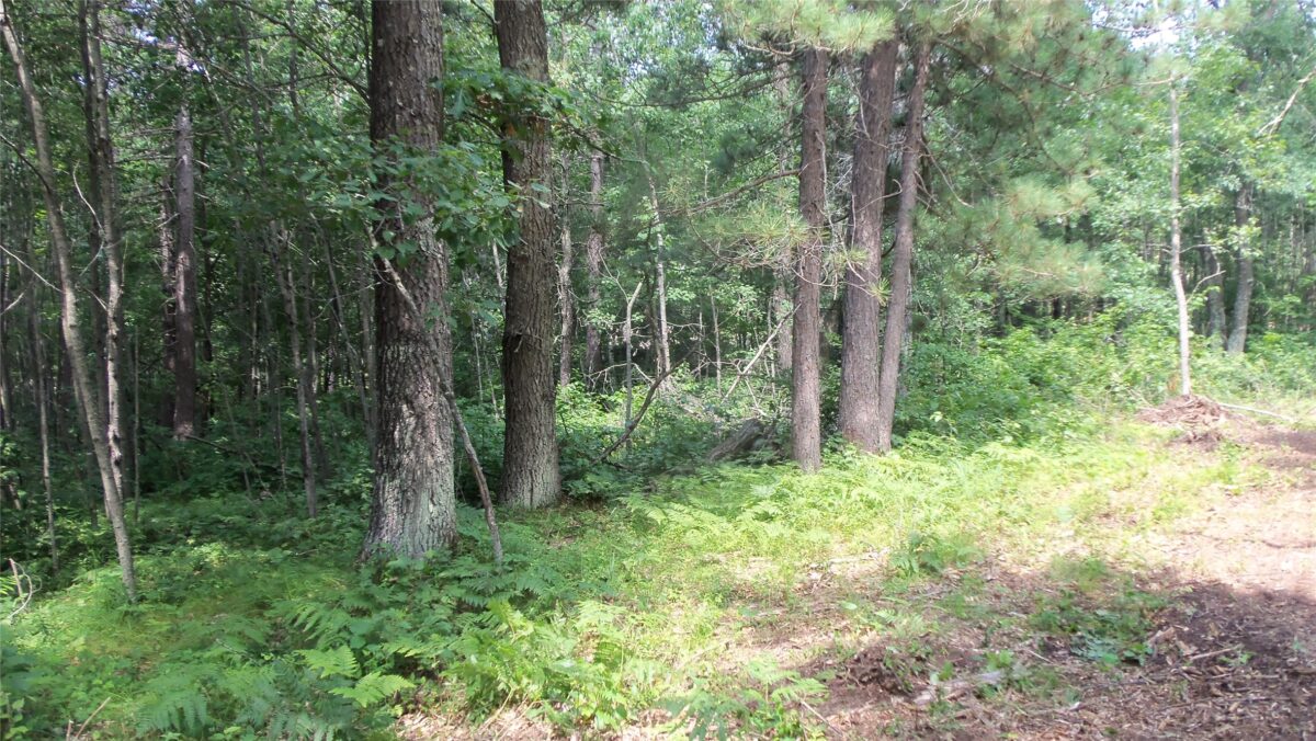 Lot 7 Birch Tree Trl, Spooner WI 54801 - Land house for sale - MLS #1603817 - image4