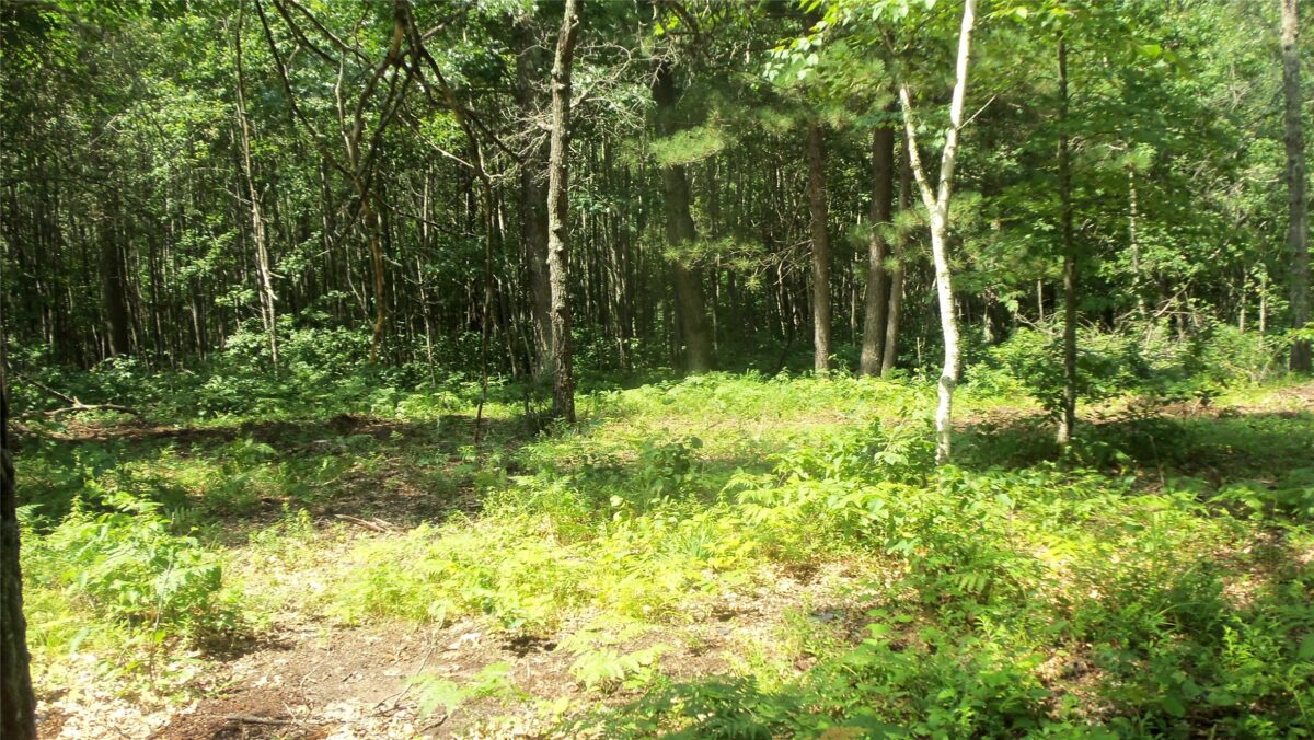 Lot 7 Birch Tree Trl, Spooner WI 54801 - Land house for sale - MLS #1603817 - image5