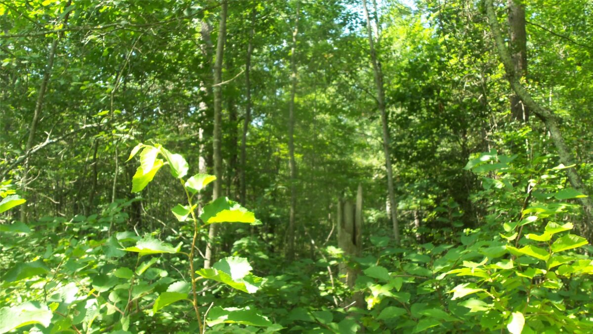 Lot 7 Birch Tree Trl, Spooner WI 54801 - Land house for sale - MLS #1603817 - image6