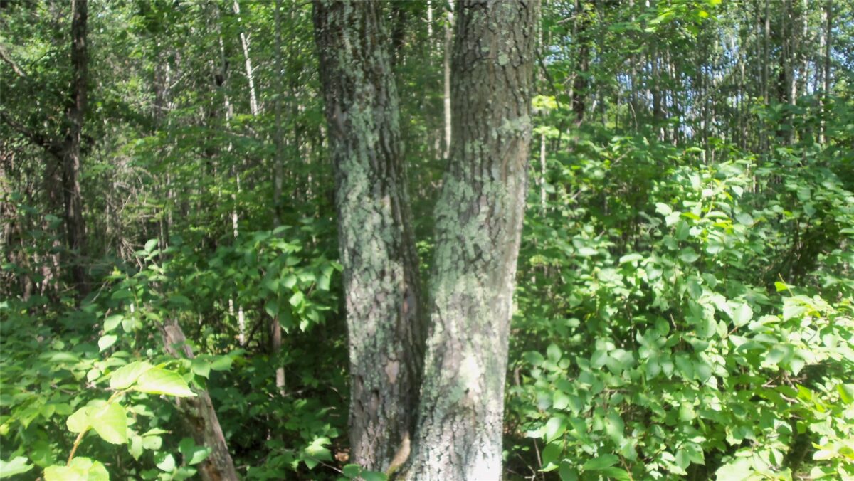 Lot 7 Birch Tree Trl, Spooner WI 54801 - Land house for sale - MLS #1603817 - image7