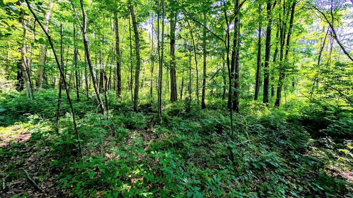 N2438 State Highway 27, Conrath WI 54731 - Residential house for sale - MLS #1603765 - image49