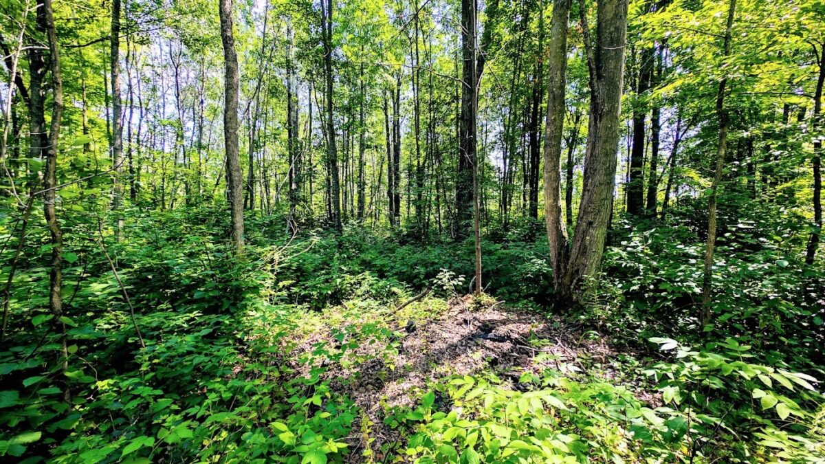 N2438 State Highway 27, Conrath WI 54731 - Residential house for sale - MLS #1603765 - image55