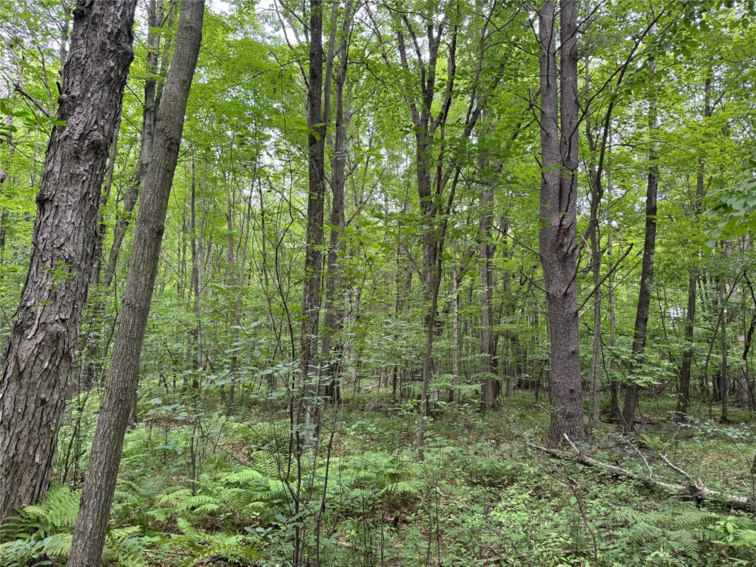 OOO Patton Drive, Marshfield WI 54449 - Land house for sale - MLS #1603910 - image2