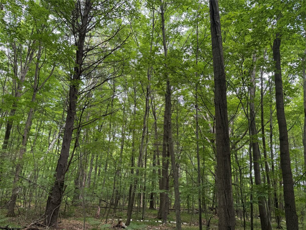 OOO Patton Drive, Marshfield WI 54449 - Land house for sale - MLS #1603910 - image12