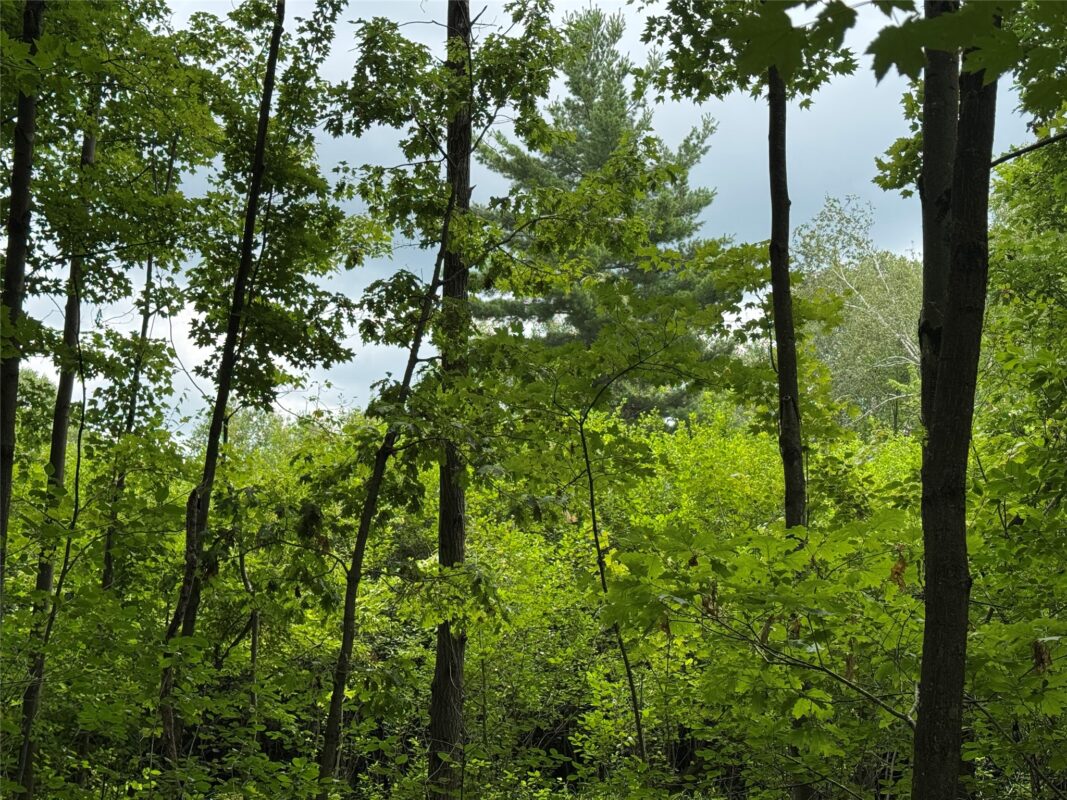 OOO Patton Drive, Marshfield WI 54449 - Land house for sale - MLS #1603910 - image13