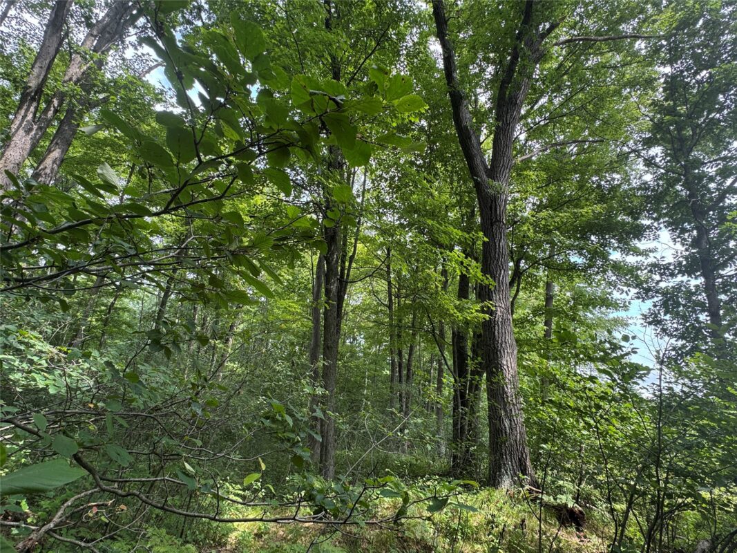 OOO Patton Drive, Marshfield WI 54449 - Land house for sale - MLS #1603910 - image15
