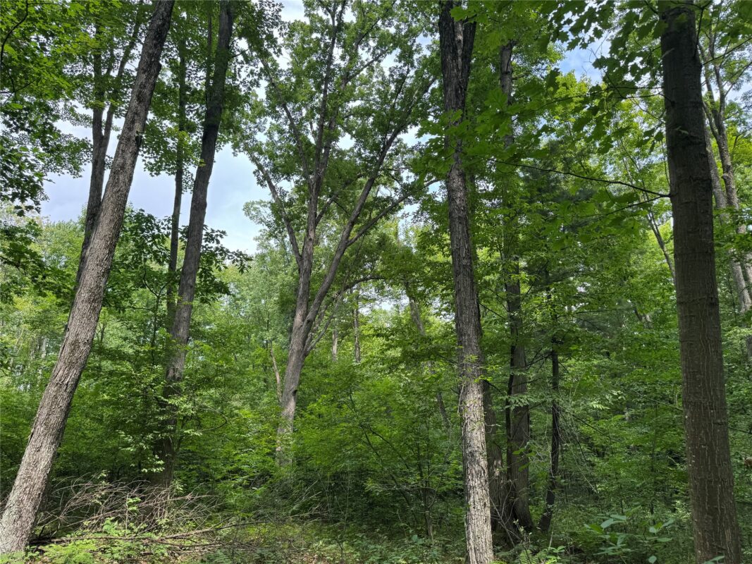 OOO Patton Drive, Marshfield WI 54449 - Land house for sale - MLS #1603910 - image18