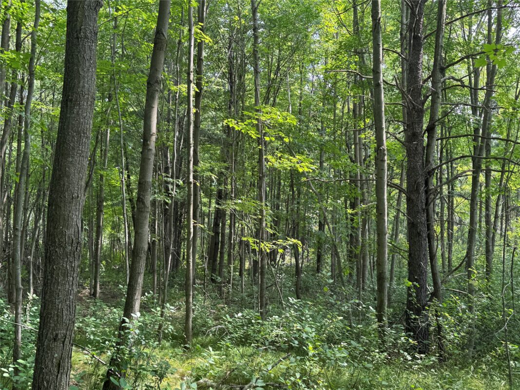 OOO Patton Drive, Marshfield WI 54449 - Land house for sale - MLS #1603910 - image22