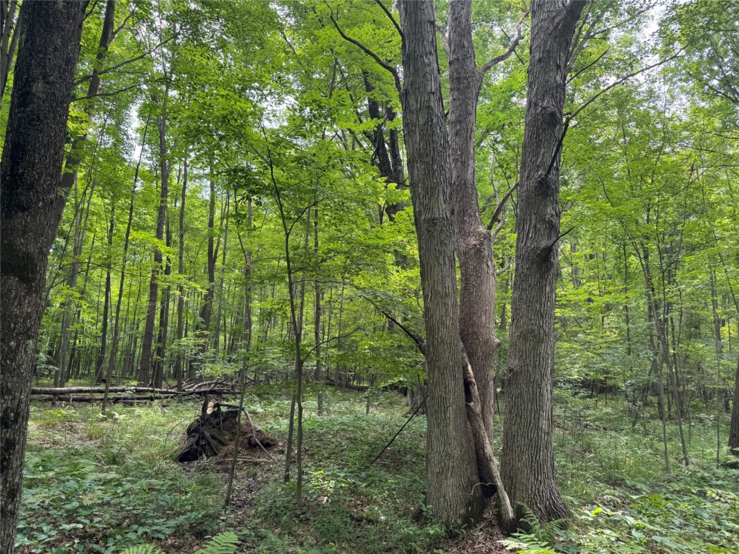 OOO Patton Drive, Marshfield WI 54449 - Land house for sale - MLS #1603910 - image5