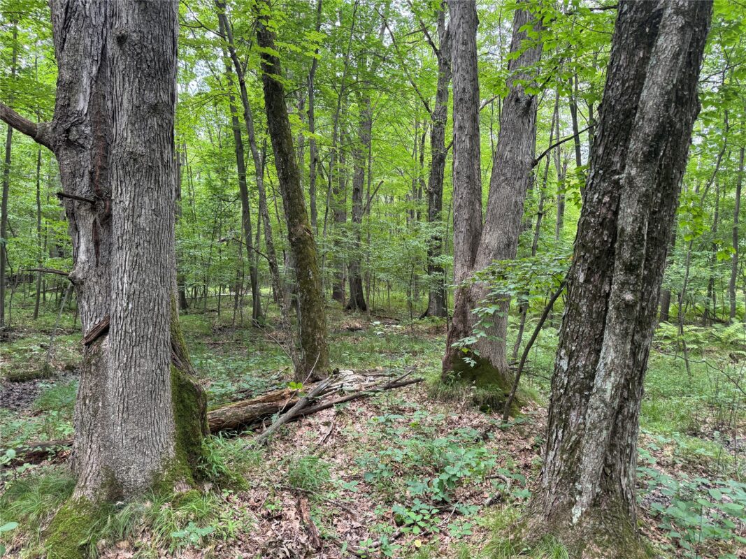 OOO Patton Drive, Marshfield WI 54449 - Land house for sale - MLS #1603910 - image6
