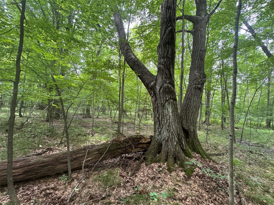 OOO Patton Drive, Marshfield WI 54449 - Land house for sale - MLS #1603910 - image8