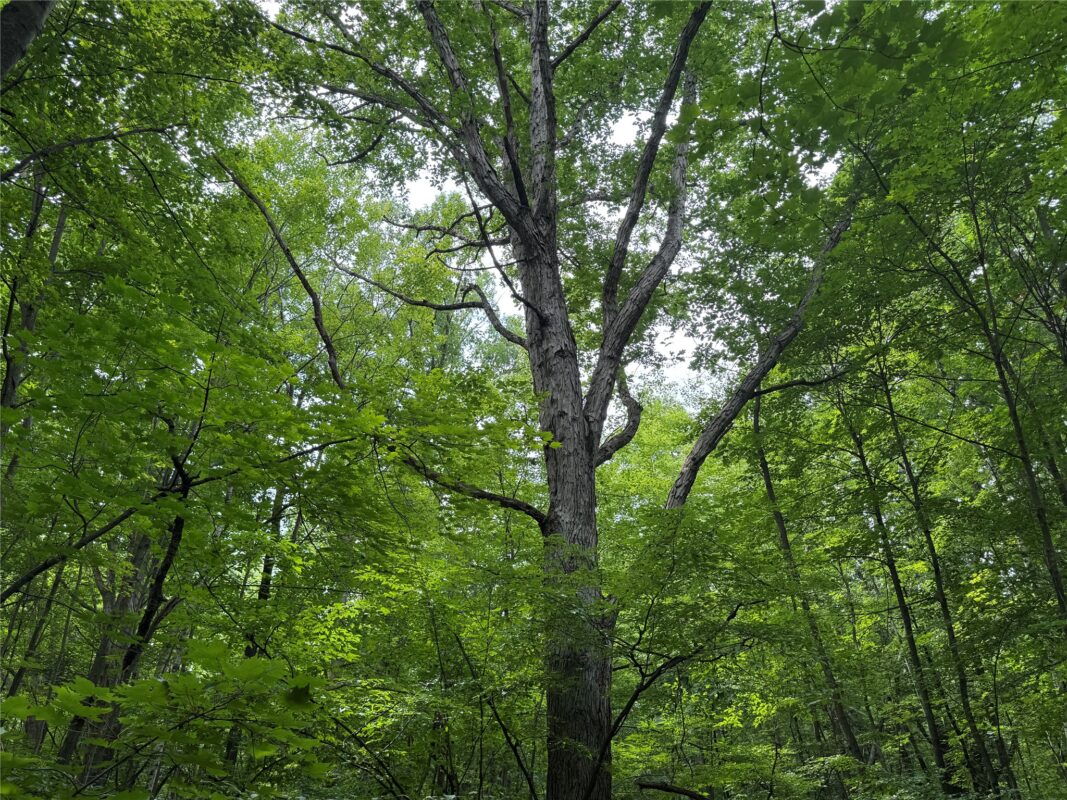 OOO Patton Drive, Marshfield WI 54449 - Land house for sale - MLS #1603910 - image9