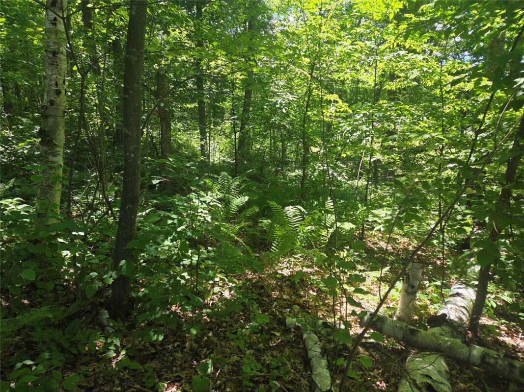 TBD County Road G, Comstock WI 54826 - Land house for sale - MLS #1602554 - image2