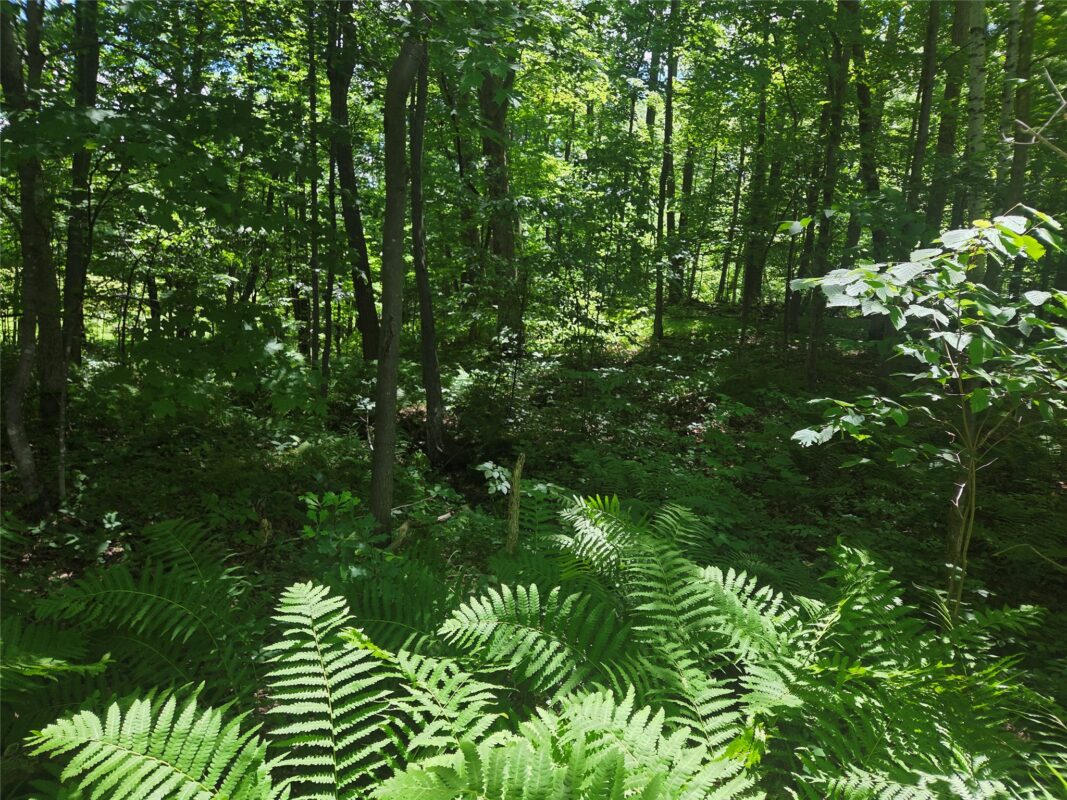 TBD County Road G, Comstock WI 54826 - Land house for sale - MLS #1602554 - image6