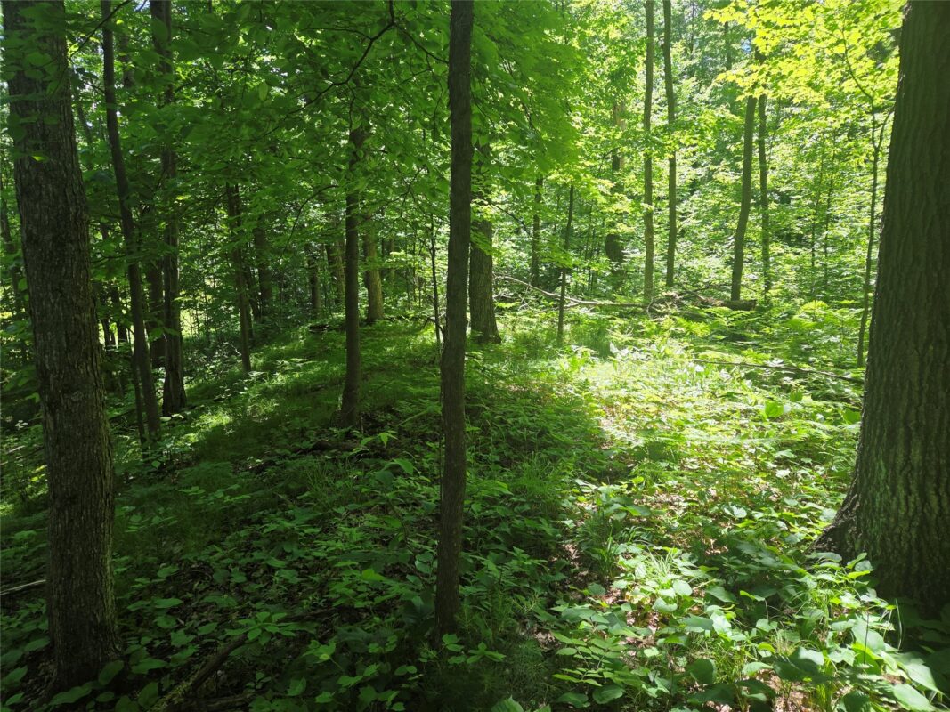 TBD County Road G, Comstock WI 54826 - Land house for sale - MLS #1602554 - image7