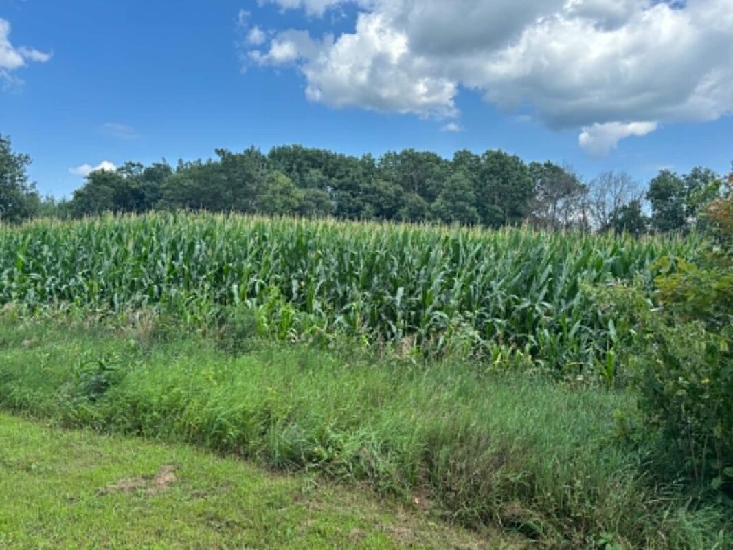 Vacant Land 420th Ave, Menomonie WI 54751 - Land house for sale - MLS #1603810 - image3