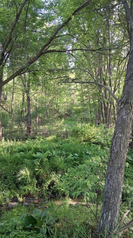 W14006 County Road B, Fairchild WI 54741 - Land house for sale - MLS #1601905 - image15