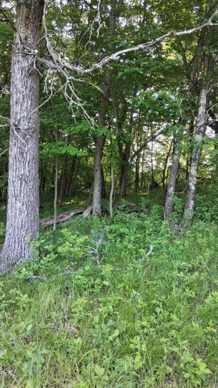 W14006 County Road B, Fairchild WI 54741 - Land house for sale - MLS #1601905 - image22