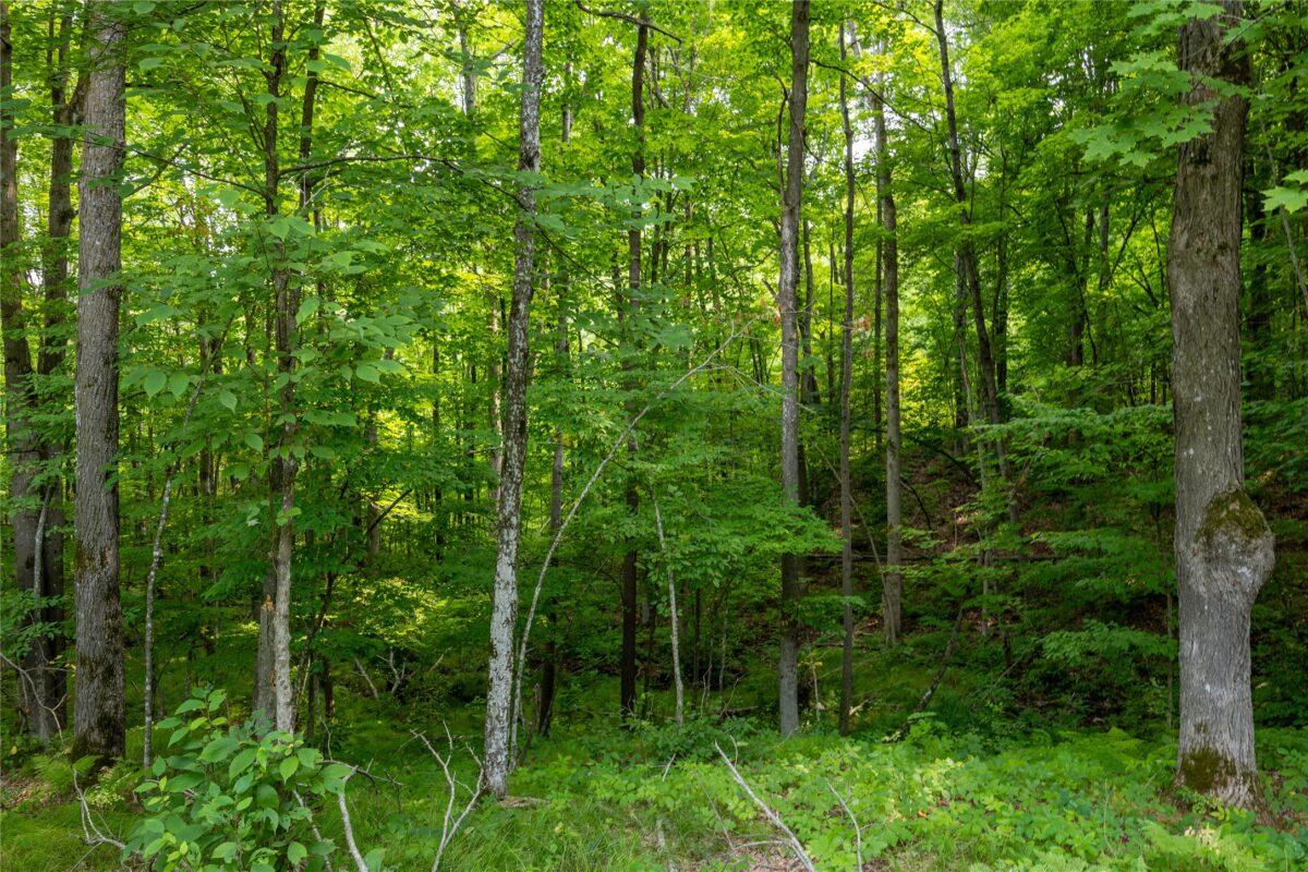 W5957 Happy Acres Road, Tony WI 54563 - Land house for sale - MLS #1604243 - image8