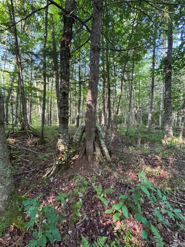 XX North Irish Rd., Exeland WI 54835 - Land house for sale - MLS #1603966 - image2