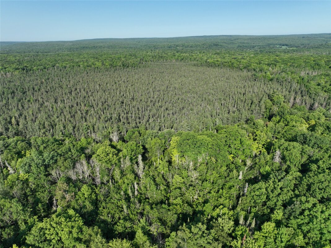 XX North Irish Rd., Exeland WI 54835 - Land house for sale - MLS #1603966 - image12