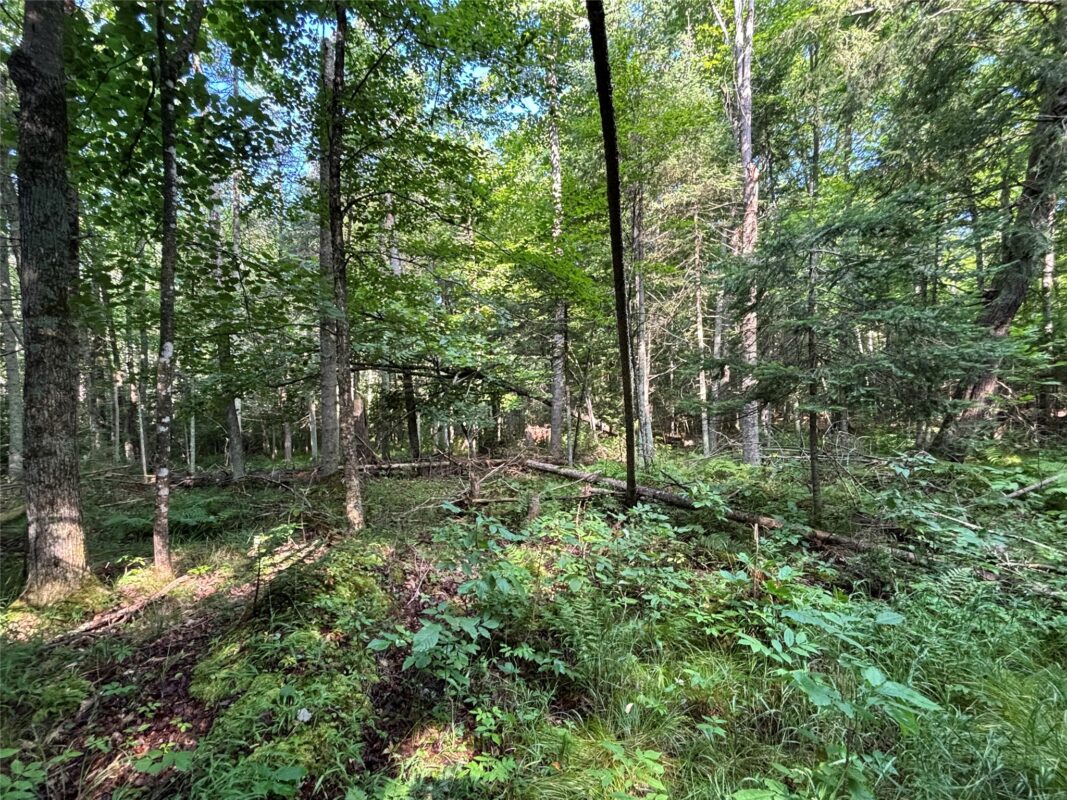XX North Irish Rd., Exeland WI 54835 - Land house for sale - MLS #1603966 - image3