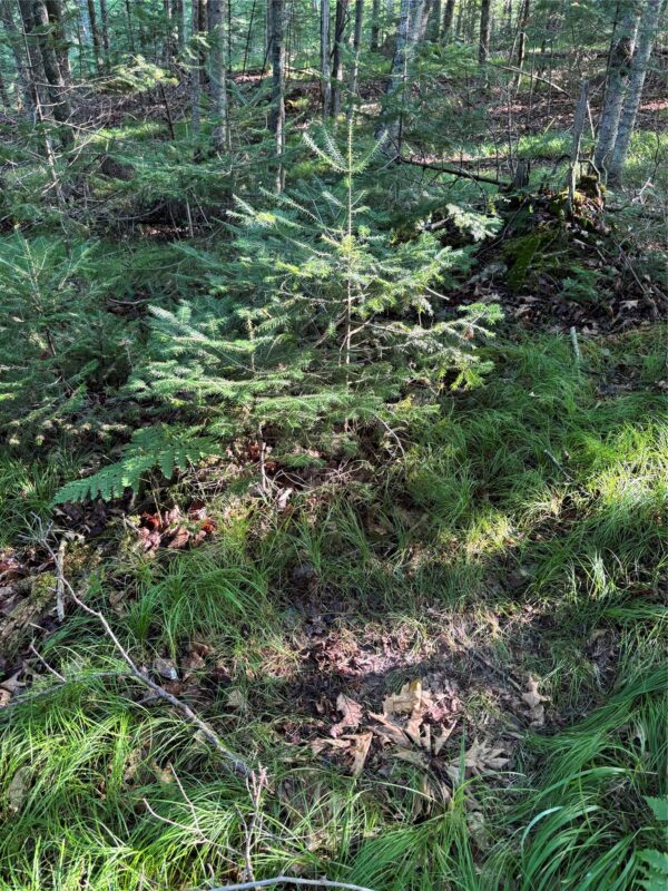 XX North Irish Rd., Exeland WI 54835 - Land house for sale - MLS #1603966 - image5