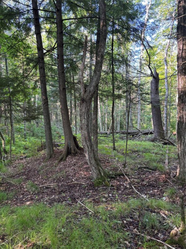 XX North Irish Rd., Exeland WI 54835 - Land house for sale - MLS #1603966 - image7