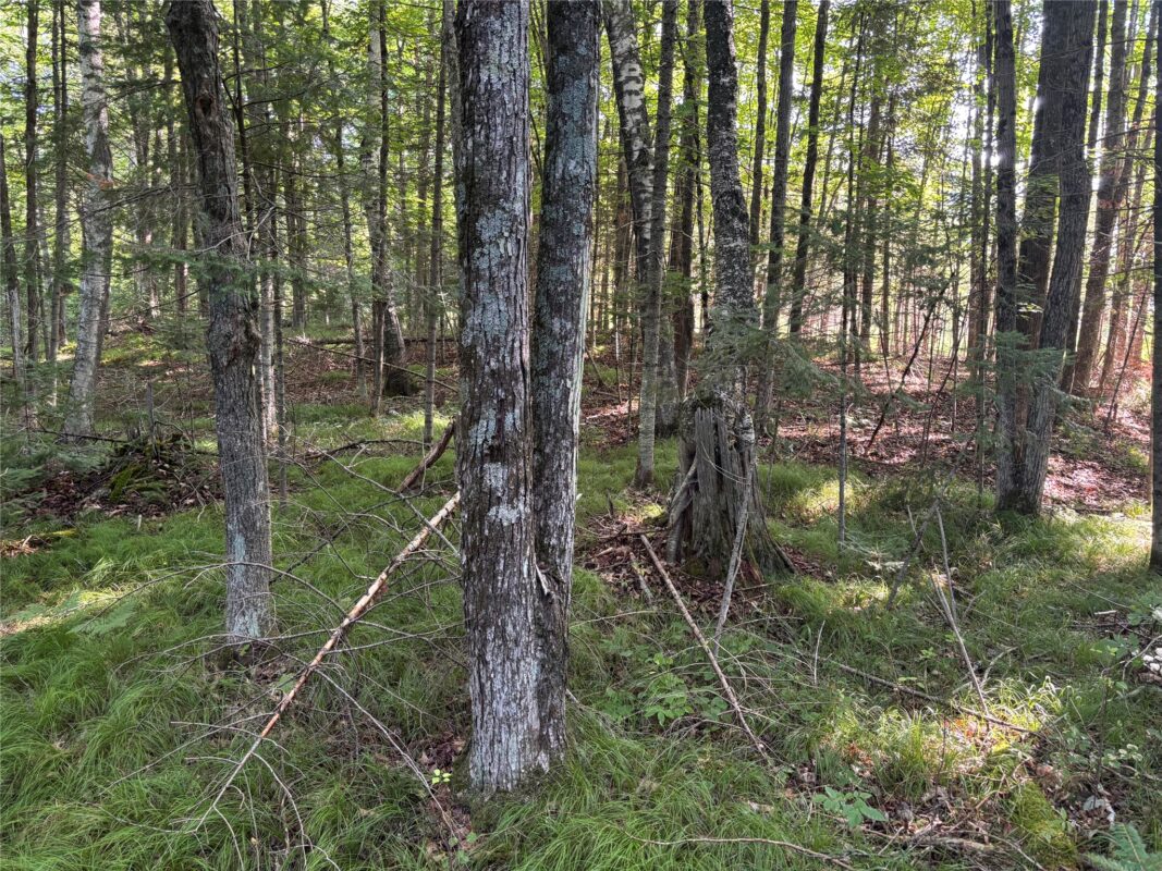 XX North Irish Rd., Exeland WI 54835 - Land house for sale - MLS #1603966 - image8