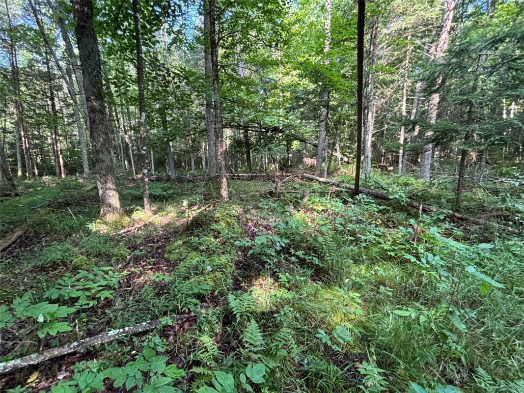 XX North Irish Rd., Exeland WI 54835 - Land house for sale - MLS #1603966 - image9